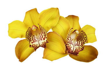 Yellow orchid (Cymbidium) flowers in a floral arrangement isolated on a white or transparent...