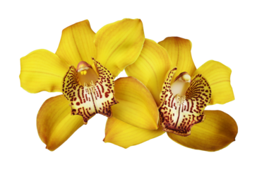 Yellow orchid (Cymbidium) flowers in a floral arrangement isolated on a white or transparent background