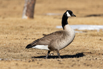 Canada Goose walking on the ground in Estes Park, Colorado
