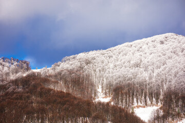deciduous forest in frost on the hillside. mountainous carpathian landscape in winter on an...