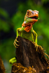 Iguana is a genus of herbivorous lizards that are native to tropical areas of Mexico, Central America, South America, and the Caribbean