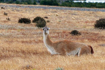 Guanaco sitting in typical patagonian landscape seen from the side
