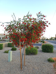 Crimson Callistemon grown as weeping bottlebrush tree at xeriscaped city road adding red colors to...