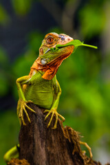 Iguana is a genus of herbivorous lizards that are native to tropical areas of Mexico, Central America, South America, and the Caribbean