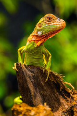 Iguana is a genus of herbivorous lizards that are native to tropical areas of Mexico, Central America, South America, and the Caribbean