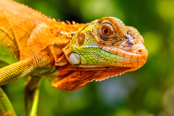 Iguana is a genus of herbivorous lizards that are native to tropical areas of Mexico, Central America, South America, and the Caribbean