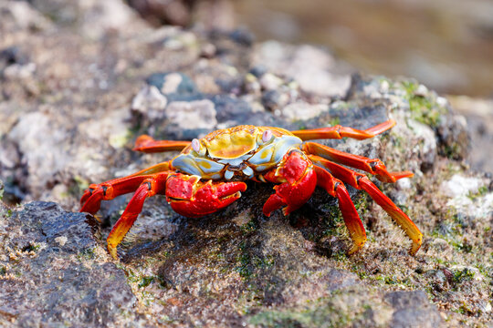 Sally Lightfoot Crab on a lava rock, Galapagos