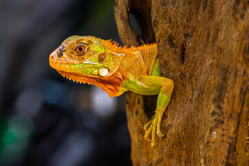 Iguana is a genus of herbivorous lizards that are native to tropical areas of Mexico, Central America, South America, and the Caribbean