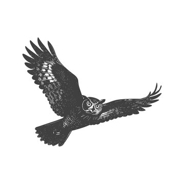 recommend clip art: Silhouette owl bird animal fly black color only full body