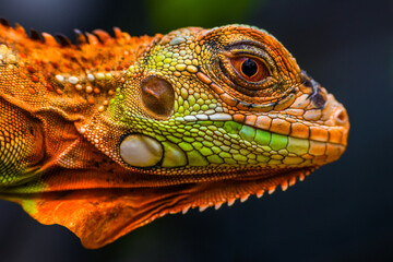 Obraz premium Iguana is a genus of herbivorous lizards that are native to tropical areas of Mexico, Central America, South America, and the Caribbean