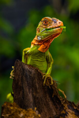 Iguana is a genus of herbivorous lizards that are native to tropical areas of Mexico, Central America, South America, and the Caribbean