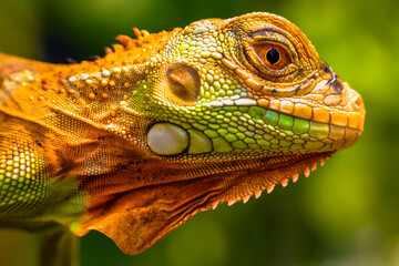 Iguana is a genus of herbivorous lizards that are native to tropical areas of Mexico, Central...