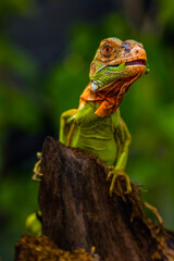 Iguana is a genus of herbivorous lizards that are native to tropical areas of Mexico, Central America, South America, and the Caribbean