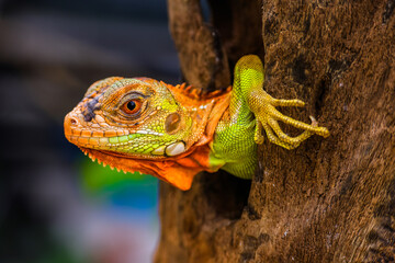 Iguana is a genus of herbivorous lizards that are native to tropical areas of Mexico, Central...