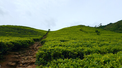 Fototapeta na wymiar Young green tea leaves on the tea bushes. Action. Fresh tea leaves on tea plantations.