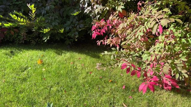 Euonymus alatus bush, winged spindle, winged, burning bush in the lawn.