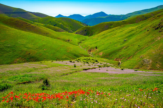 Sweeping Landscape of Wild Poppies and Purple Flowers along Khalkhal-Asalem Road, Gilan, Iran
