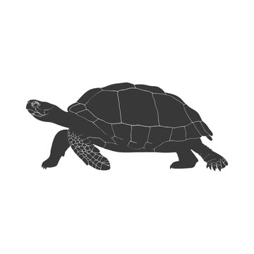 Silhouette Turtle Animal black color only full body