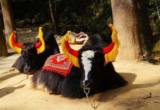 two decorated yak sitting in forest