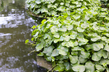 Gotu kola, Asiatic pennywort, Indian pennywort. Water plant in the pond