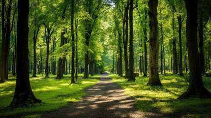Fototapeta premium The sun shines through the tall trees in the forest, creating a dappled pattern on the ground.