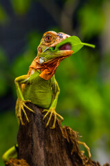 Iguana is a genus of herbivorous lizards that are native to tropical areas of Mexico, Central America, South America, and the Caribbean