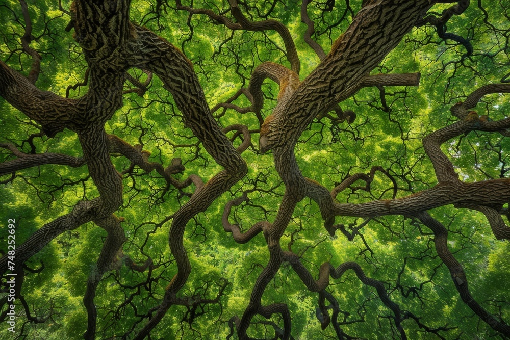 Poster Upwards view of dense green leaves and a network of robust, intertwining branches of ancient trees