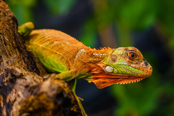 Obraz premium Iguana is a genus of herbivorous lizards that are native to tropical areas of Mexico, Central America, South America, and the Caribbean