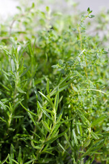 Fresh herbs in the garden