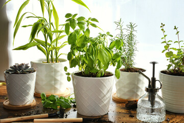 Houseplants in white pots after being transplanted - herbs basil mint and rosemary
