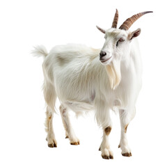 goat isolated on a white background. With clipping path