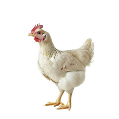 Fototapeta premium A live chicken is isolated on a white background. With clipping path