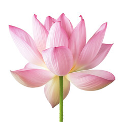 The lotus is isolated on a white background. With clipping path