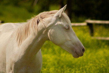 Obraz na płótnie Canvas Beautiful White Young Horse Facing Right