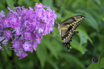 Purple Bloom & Butterfly by Lin's Lens Photography - Powered by Adobe