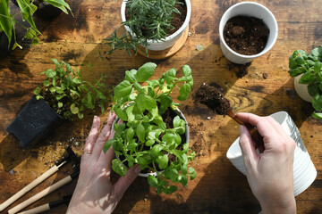 Female planting transplanting herbs in white ceramic pots. Basil 