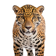 portrait of a jaguar panthera leo