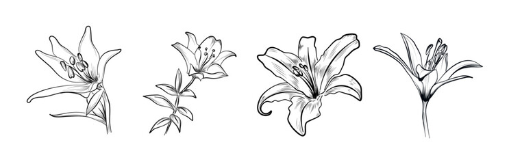 set of lily flowers hand-drawn vector - obrazy, fototapety, plakaty