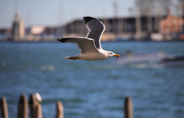 seagull flies free in the Venice lagoon in Northern Italy