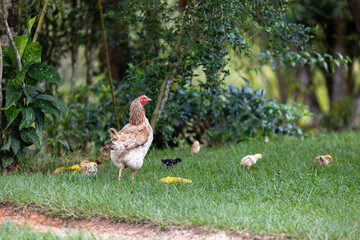 brazilian chicken farm freedom