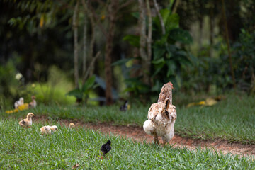 brazilian chicken farm freedom