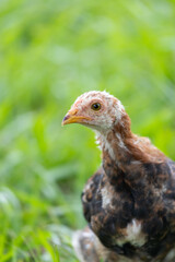 brazilian chicken farm freedom