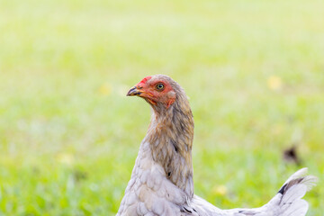 brazilian chicken farm freedom