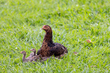 brazilian chicken farm freedom
