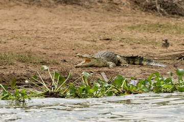 a resting crocodile