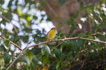 brazilian bird three freedom