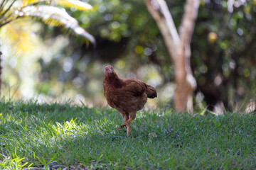 brazilian chicken farm freedom