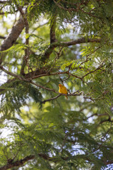 brazilian bird three freedom