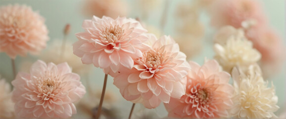 close up of pink flowers background, floral wallpaper 