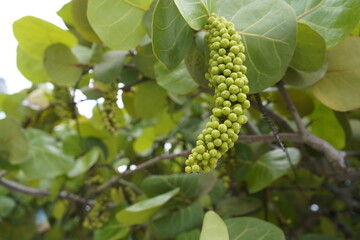 Fototapeta premium Coccoloba uvifera is a species of tree and flowering plant in the buckwheat family, Polygonaceae, that is native to coastal beaches throughout tropical America and the Caribbean. Fortaleza, Brazil.